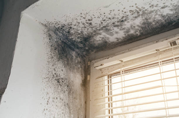 Affordable Mold Removal solutions in Hydes, MD